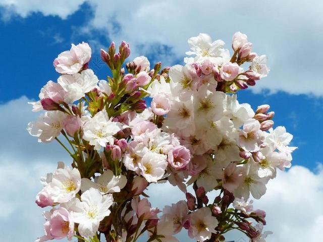 列樱桃 天空 日本樱花树 开花 观赏樱花 日本樱花 盛开 樱花