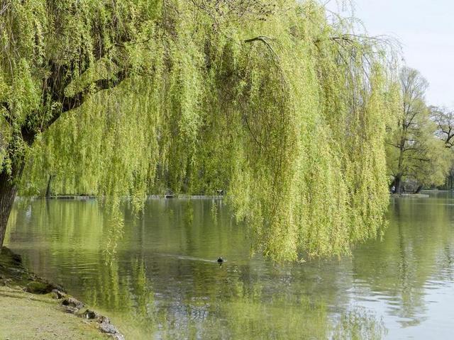 柳 树 自然 景观 湖 池 反思 水 风景 农村 公园