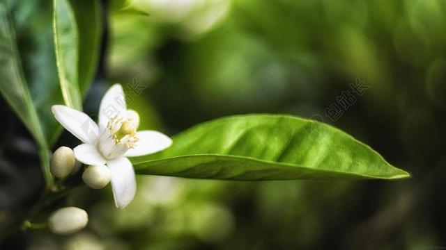 桔子树 花 橙色 树 绿色 开花 叶 自然 盛开 植物
