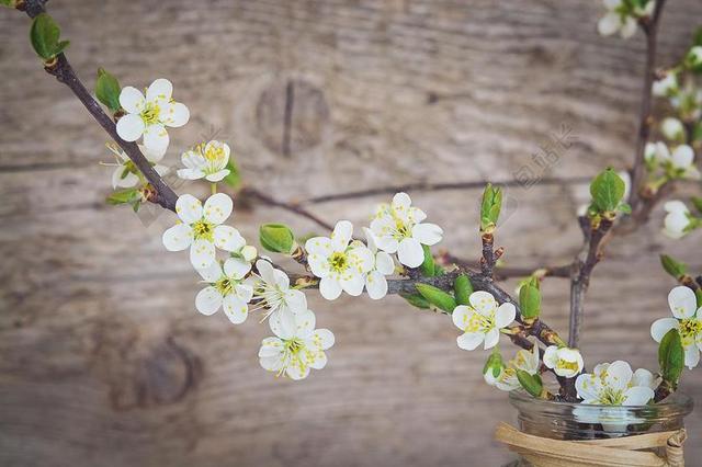 室内装饰木纹梅花樱花花朵背景图片