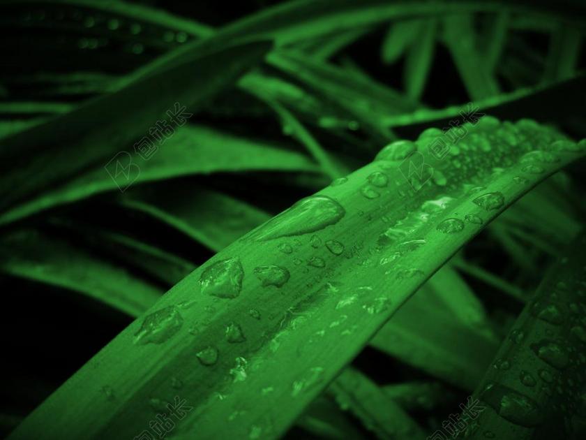 植物 草 绿色 叶 滴 滴水滴 性质 滴雨 壁纸 桌面壁纸