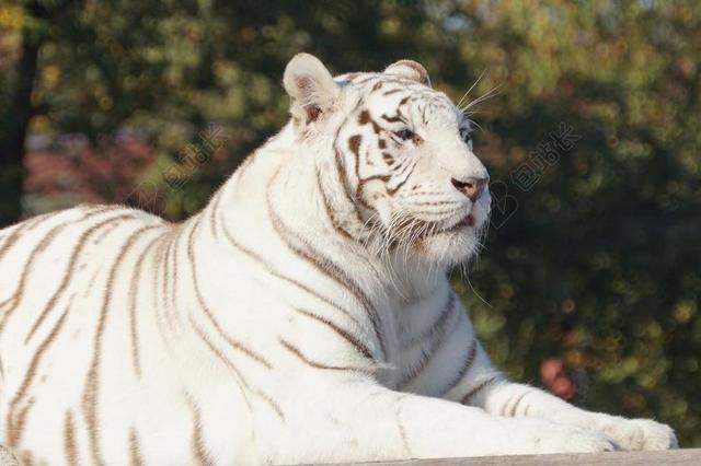 白色 老虎 猫咪 白虎 野生动物园
