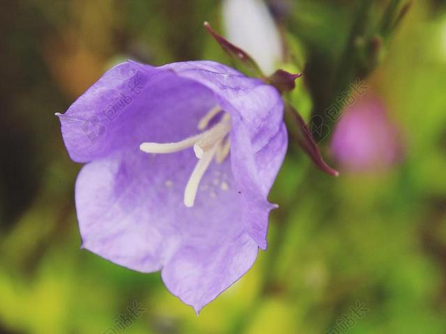 桔梗 花 紫 花园 开花 性质 厂 春天 关闭 紫色的小花