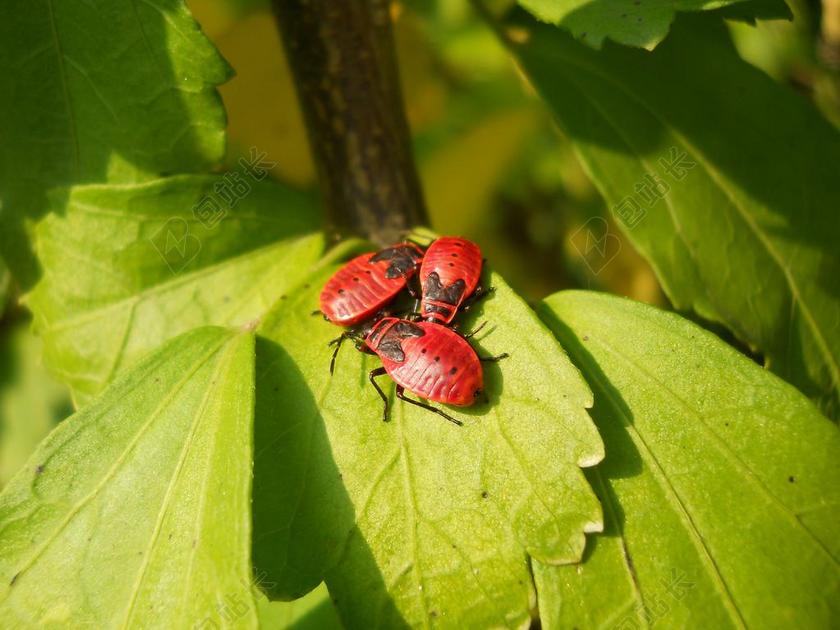 摄影自然叶子上的七星瓢虫背景图片