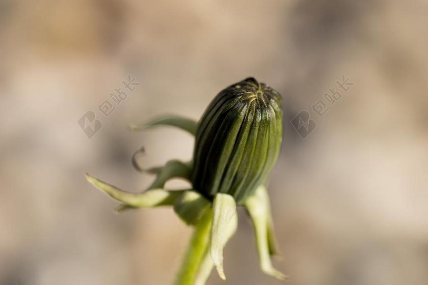 蒲公英 黄色 橙 鲜花 开花 植物 宏 春天 红色 绿色
