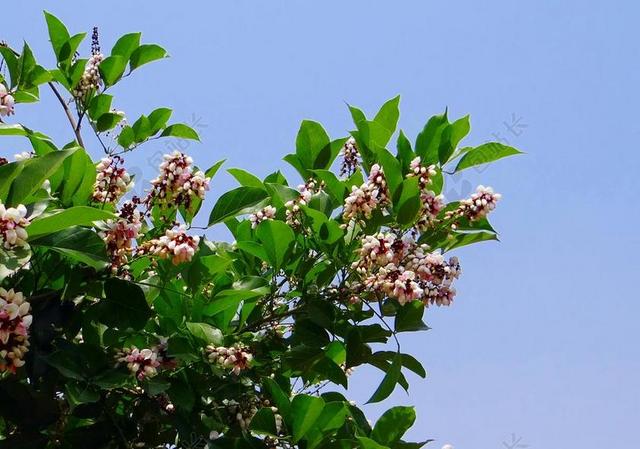 MILLETIA 红豆 卡兰杰 花 植物区系 印度榉树 印度