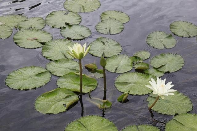 荷花 越南 岙 给植物浇水 枪棉