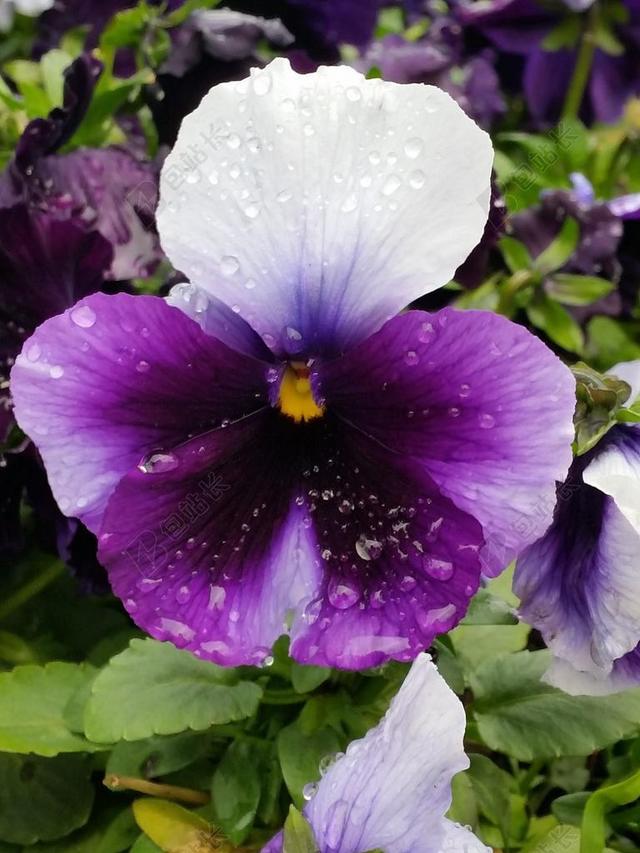 三色堇 紫色 雨点 花 春 自然