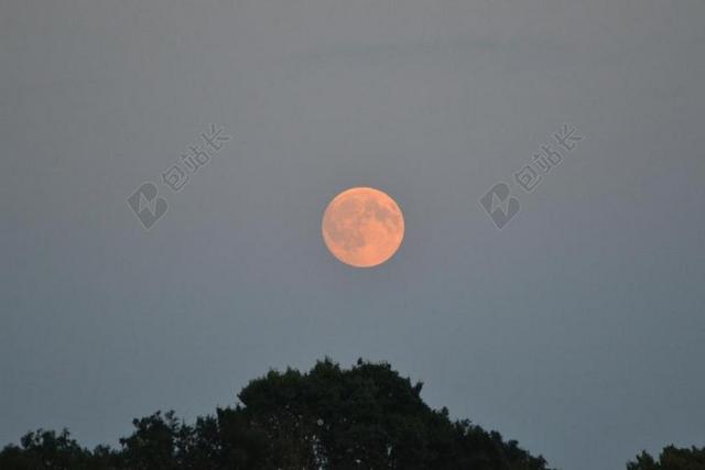月亮 树梢上 天空 月光 户外 夜 侧影 景观 农村