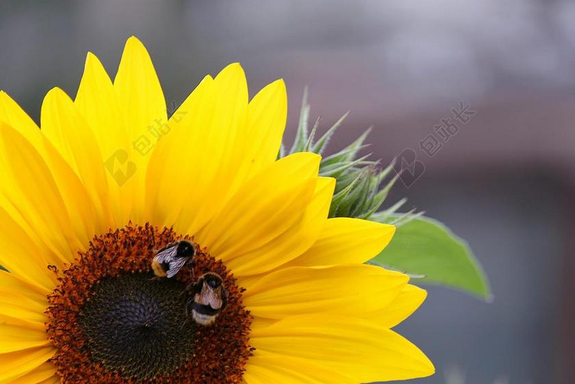 太阳花 宏 开花 厂 关闭 夏季 花 黄色 盛开 鲜花