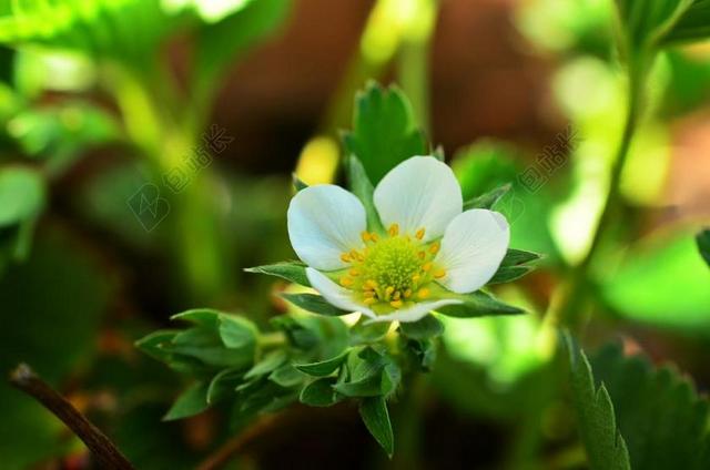 草莓植株 草莓花 草莓 花园 开花 宏 白 花粉 厂 性质