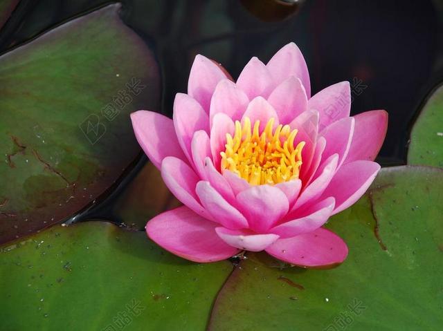 睡莲 玫瑰水 水生植物 湖玫瑰 池塘 开花 独独黄 盛开 水