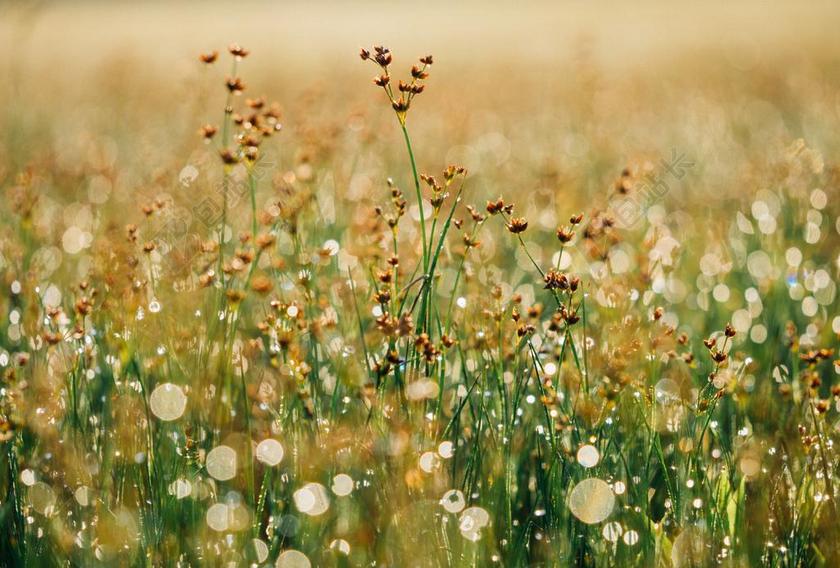 植物繁茂草地上的杂草植物茂盛户外背景图片