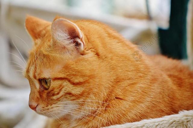 室内家具乖巧玩耍虎猫背景图片