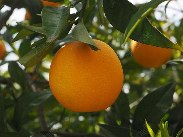 黄绿食物水果大颗绿叶下的黄色柚子柑橘类水果食物生长背景图片
