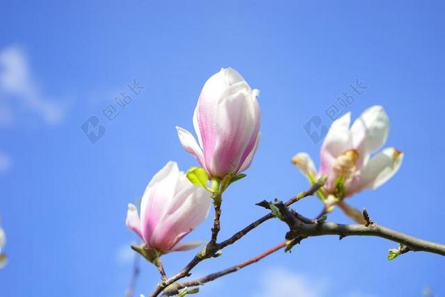 郁金香 玉兰 鲜花 BLüTENMEER 乔木 × 玉兰