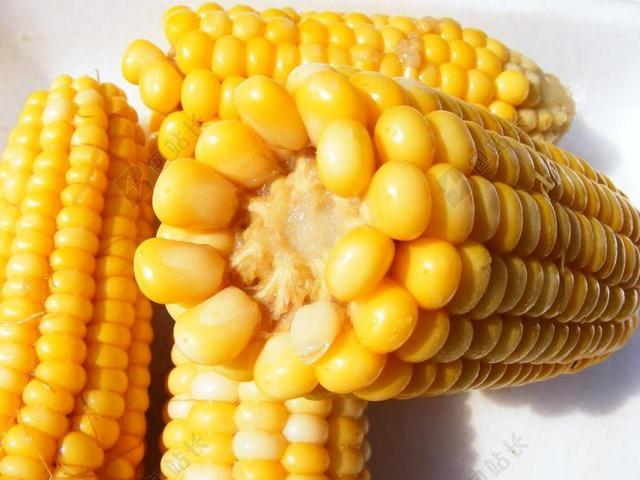 玉米 食品 水煮 健康 蔬菜 收获 新鲜 有机 农业 营养