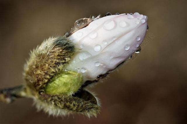 玉兰 厂 花 开花 盛开 性质 白 树 布什 芽 关闭