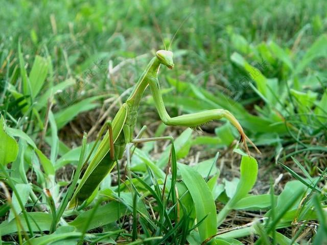 螳螂 昆虫 螳螂菩提树 宗教 草