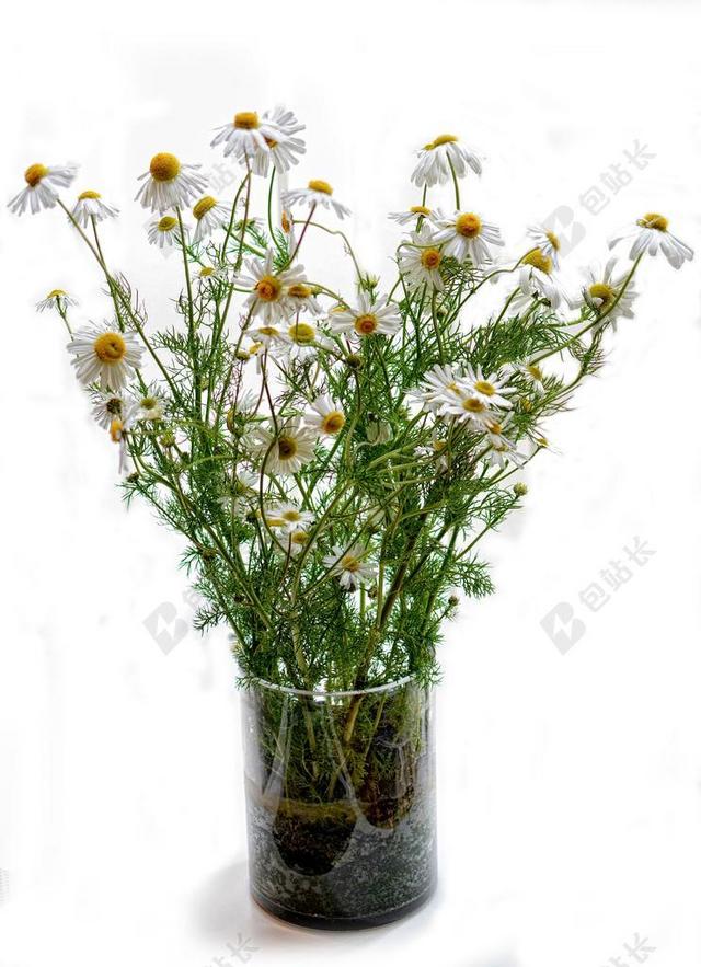 植物清新装在玻璃杯里面的花草装饰植物鲜花背景图片