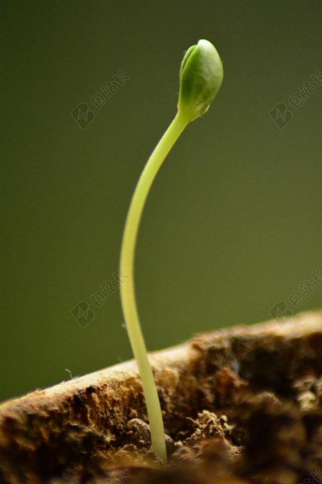 绿色植物蔬菜豆芽幼苗生长背景图片