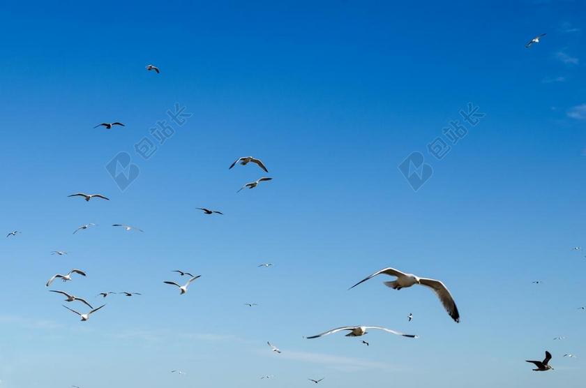天空 鸟 蓝色 飞行 闪耀 清除 高 背景 阳光 光明