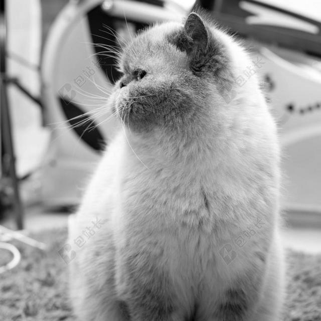 灰白宠物猫波斯猫加菲猫背景图片