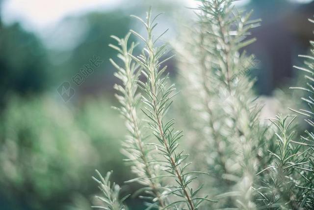 迷迭香 花园 绿色 光 颜色 美 NATYRE 背景 植物