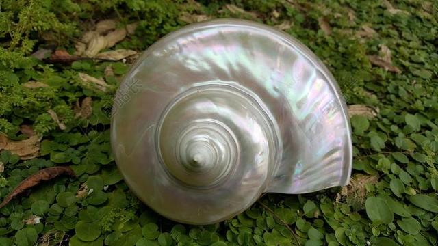 珍珠火 乌德琴弹 鹦鹉螺海 鹦鹉螺绿色 外壳 蕨类 珍珠母