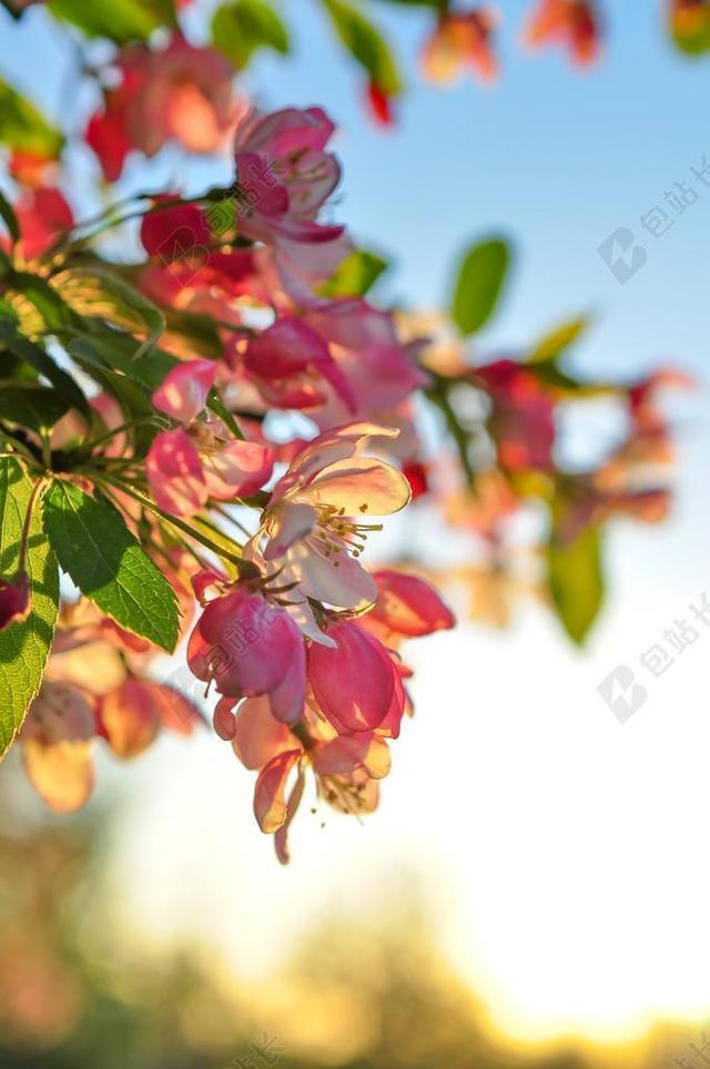 粉色植物清新阳光下枝头上的花鲜花盛开背景图片