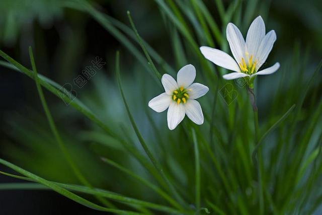 雨百合 ATAMASCO 莉莉 白 花 植物区系 自然 观赏植物