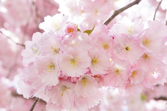 日本樱花树 观赏樱花 花树 樱花 粉红色 开花 树 春天