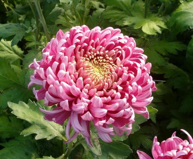 花 盛开 开花 粉红色 妈妈 多彩 植物 光明 开朗 菊花