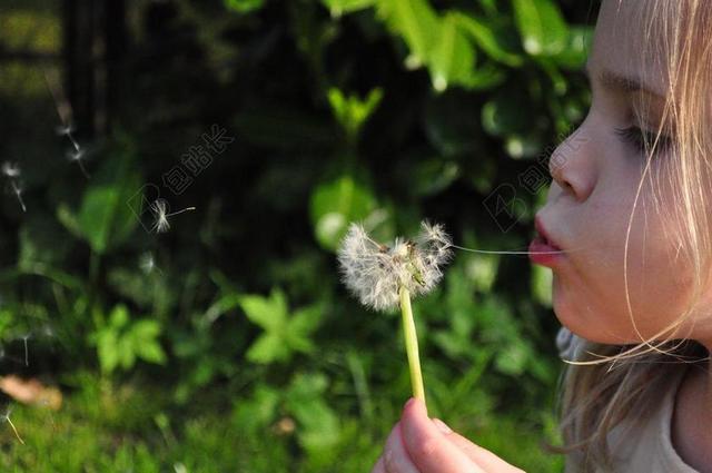 蒲公英 女孩 吹 花 风 童年 乐趣 户外 播放 玩耍