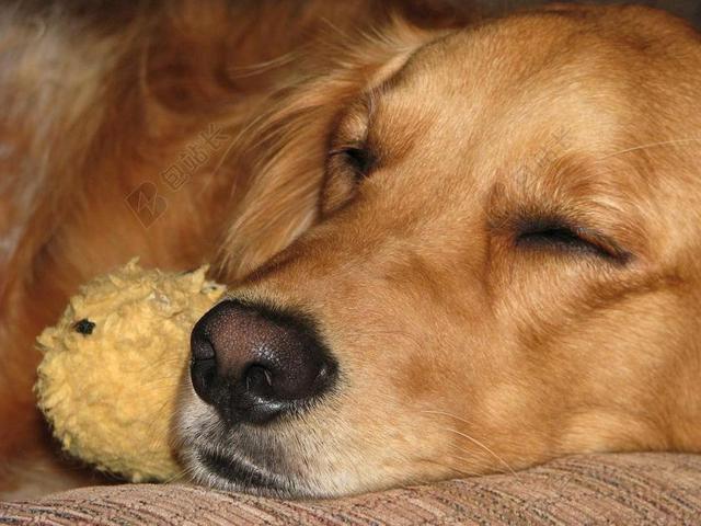 室内熟睡宠物狗金毛犬背景图片