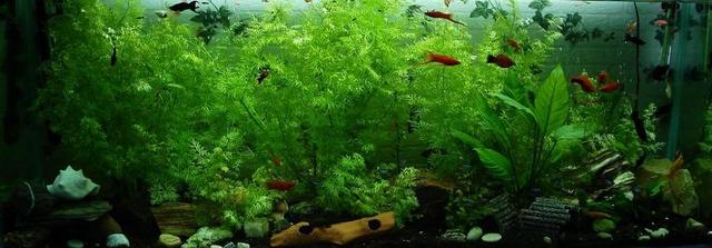 水族馆 鱼 观赏鱼 霓虹灯鱼 水 水下 热带 海洋 多彩
