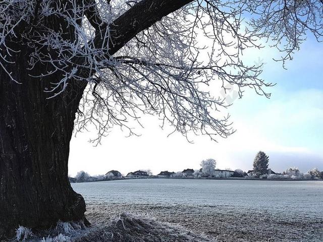 自然冷冽冬季户外雪地雪景下雪背景图片