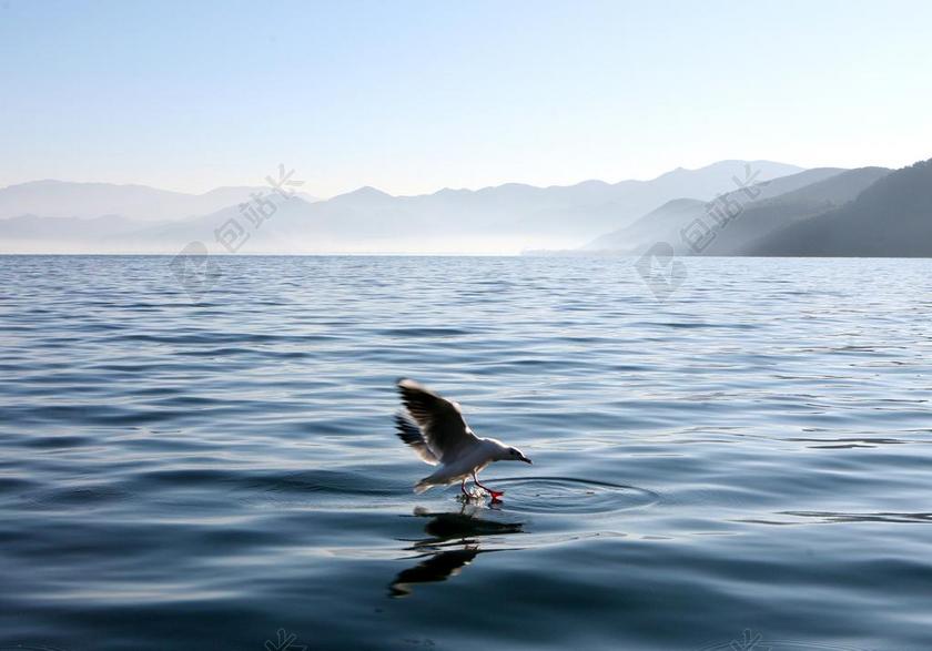泸沽湖 秋日 高原 湖水 鸥鸟 飞翔