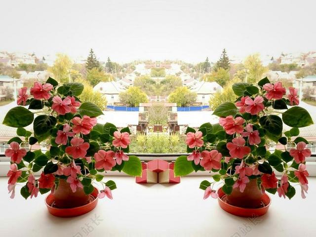 现代花卉苗圃盆景花卉自然景观背景图片