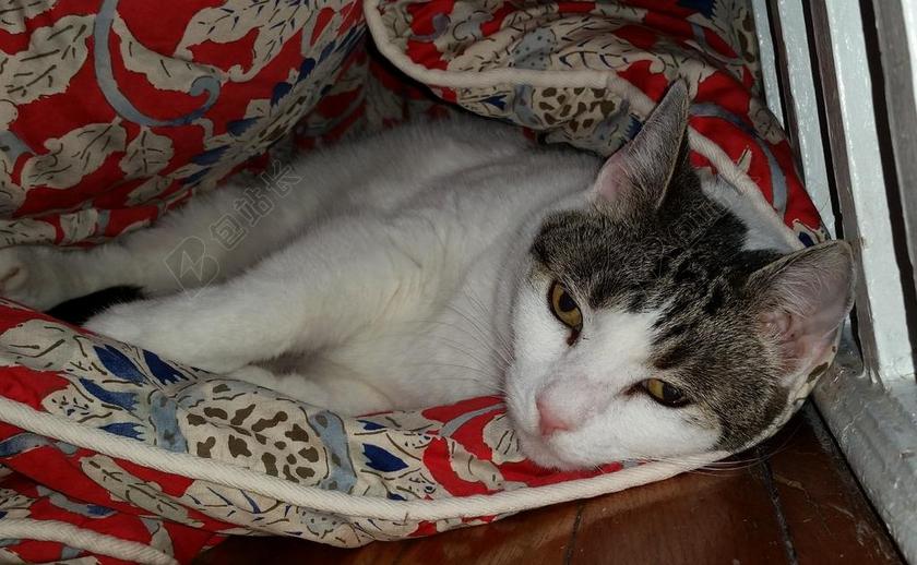 室内宠物猫休息睡觉场所背景图片