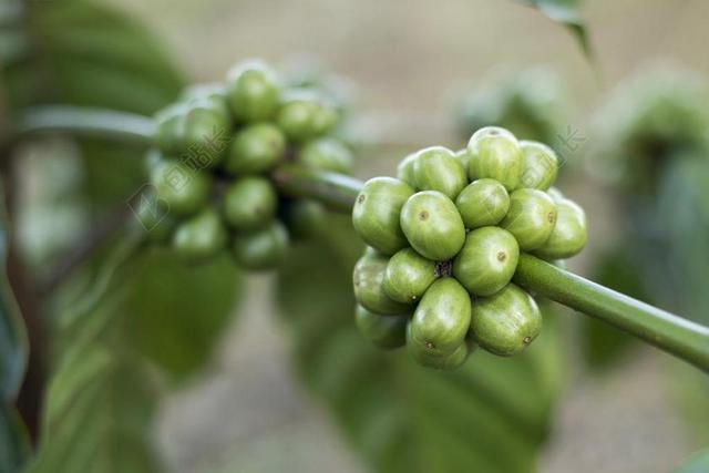 绿色植物颗粒树枝上一团的咖啡豆生长种植咖啡豆小巧背景图片