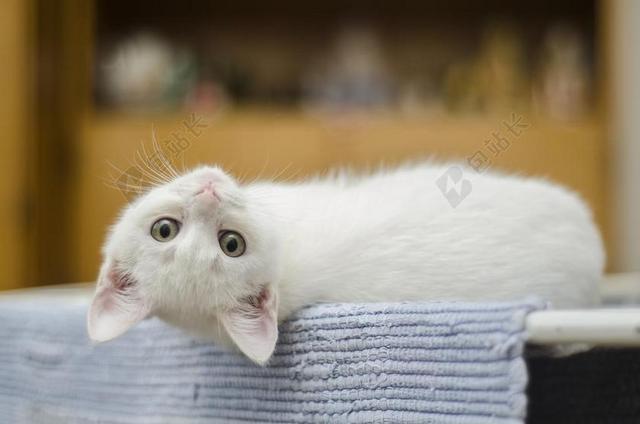小猫 可爱 猫 白 家养 可爱猫咪 猫的 晶须 甜