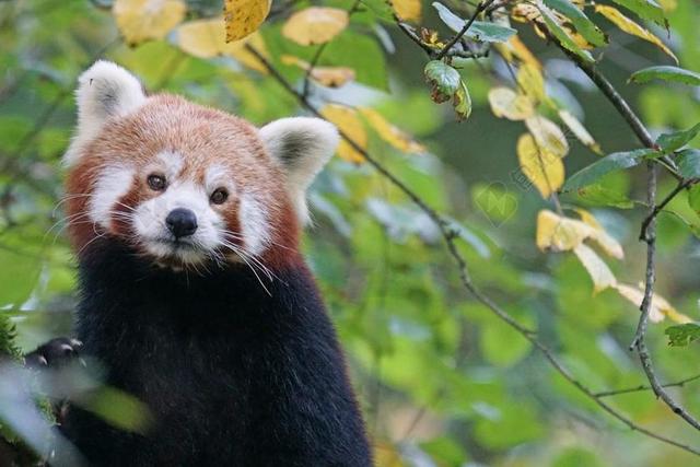 熊猫 红熊猫 火狐狸 金狗 可爱 捕食 登山者 树 哺乳动物