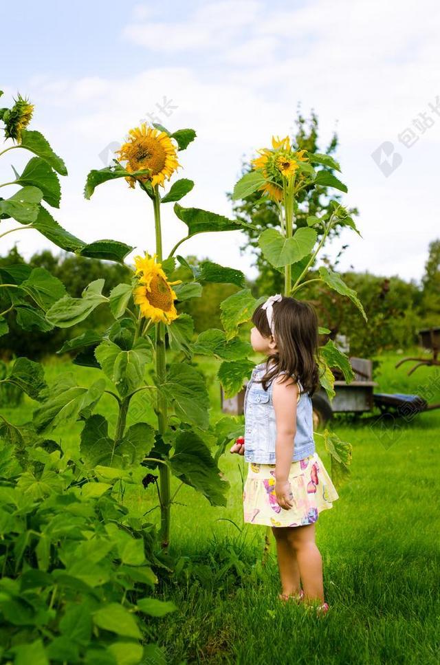 向日葵 农村 黄色 女孩 花 自然 儿童 夏天