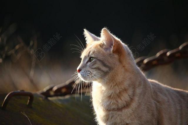 猫 小猫 鲭鱼 猫脸 品种猫 暹罗猫 MIEZE