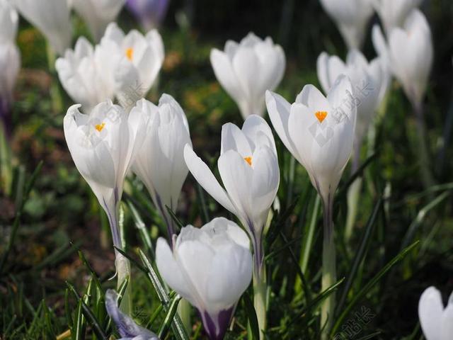 藏红花 花 春天 BüHEN 白 丰富多彩 开花 春天的花