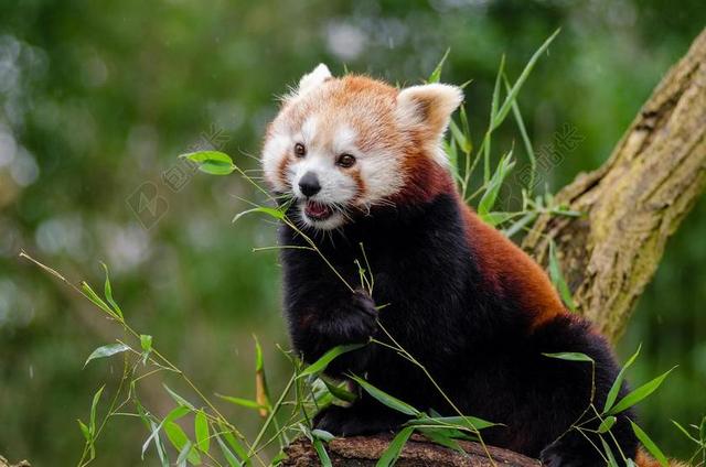 小熊猫 可爱 竹 哺乳动物 在声音的濒危 登山者