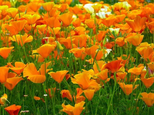 冰岛罂粟 鲜花 橙 MOHNGEWAECHS 光明 野罂粟