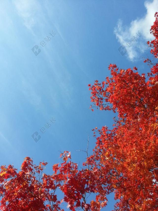 秋季 秋天的树叶 天空 秋天的天空 红色的枫叶