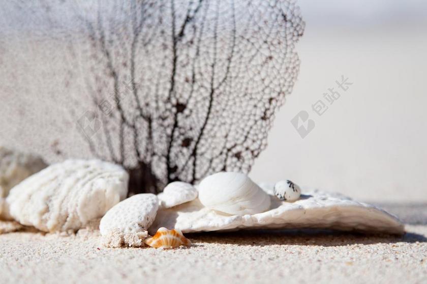 异国情调 夏天 概念 加勒比海 美 自然 贝壳 珊瑚 放松